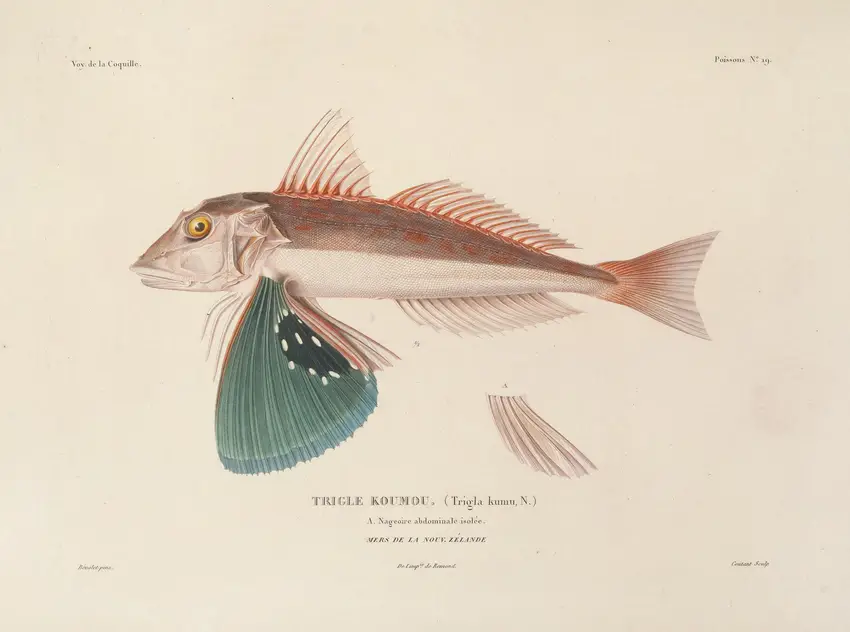 Voyage autour du monde Pl.026 (1825-1830)